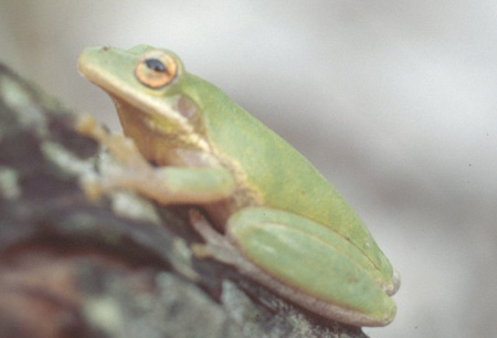 Squirrel tree frog. Click to see a much larger version