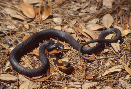 Black racer. Click to see a much larger version