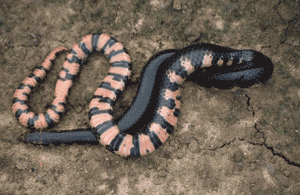 Mud snake. Click to see a much larger version