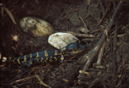 American Alligator hatchling. Click to see a much larger version