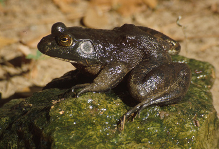 Bullfrog. Click to see a much larger version