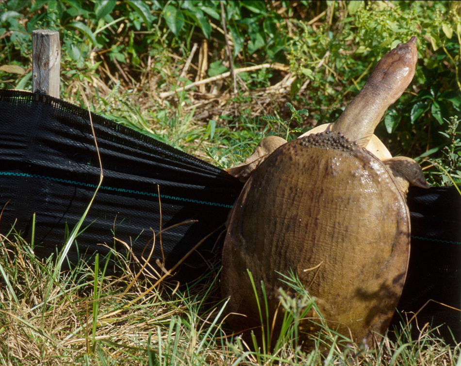 Florida softshell turtle climbing temporary fence. Click to see much larger version